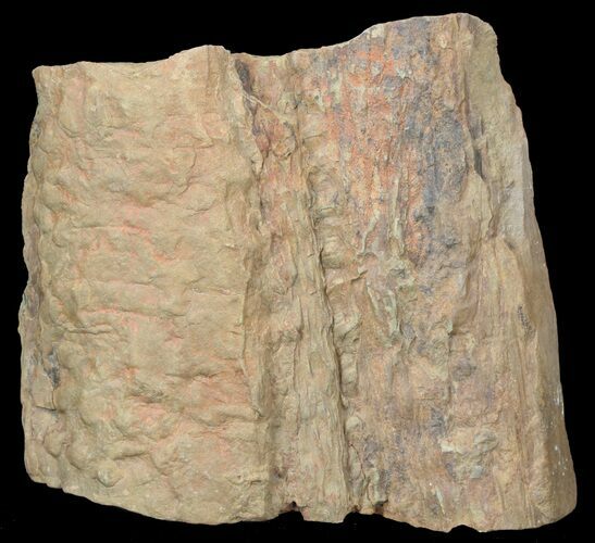Fossil Lycopod Tree Root (Stigmaria) - Oklahoma #53341